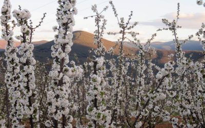 Ruta de los cerezos en flor