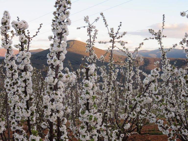 Ruta de los cerezos en flor